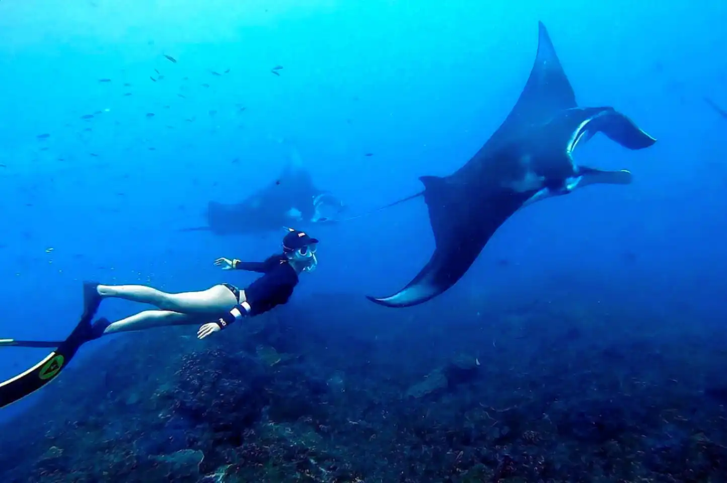manta point snorkeling