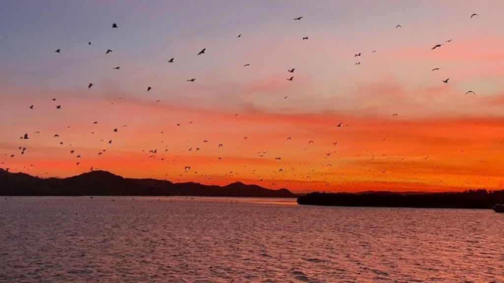 sunset pulau kalong labuan bajo
