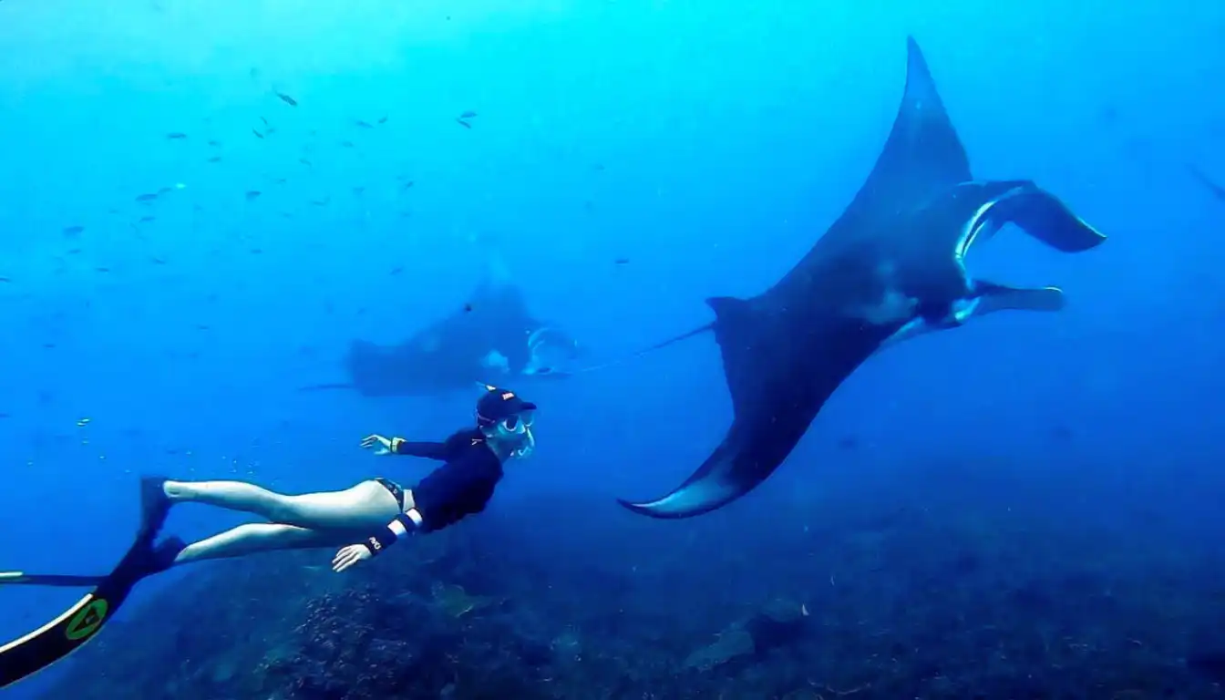 Ikan Pari Manta Labuan Bajo